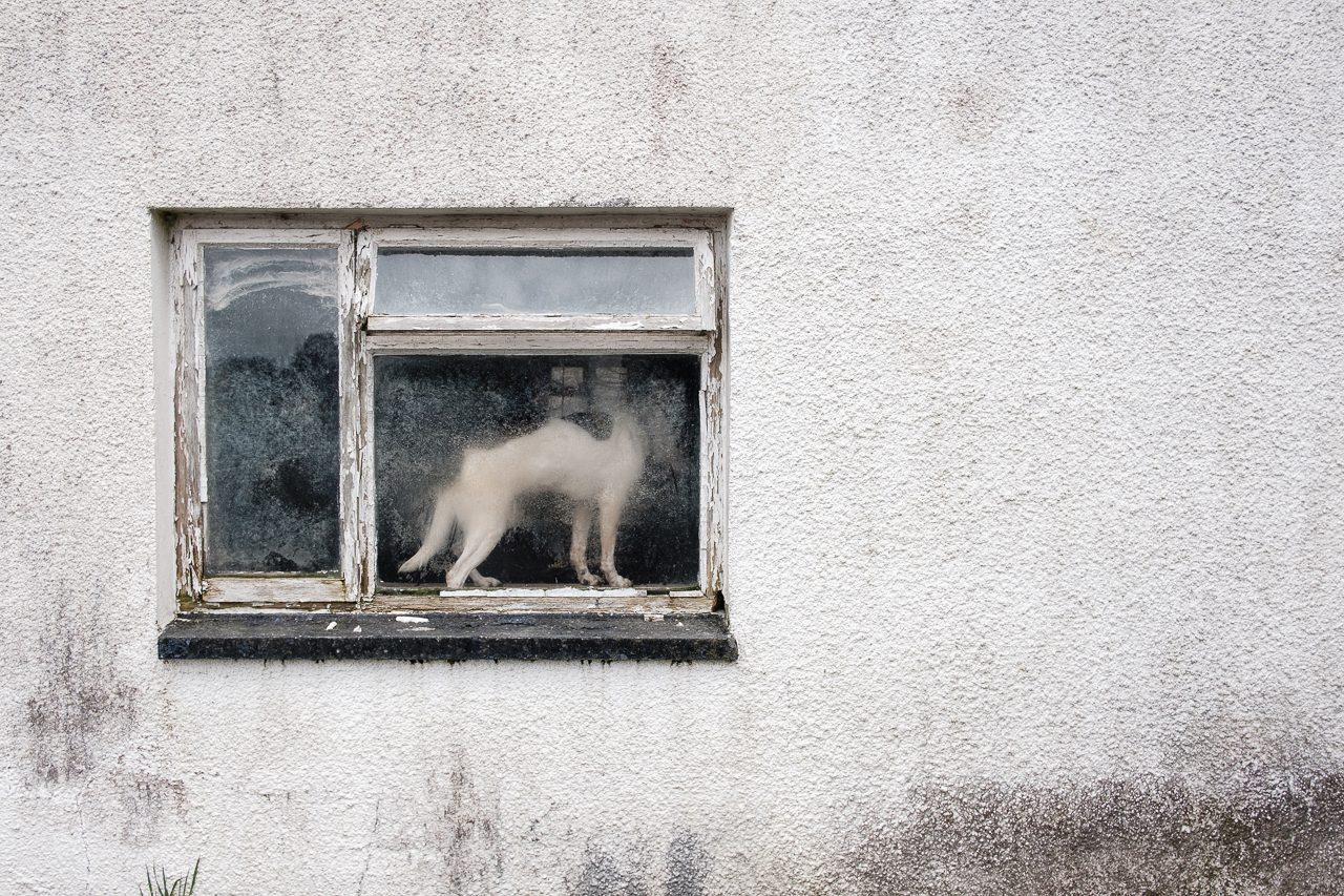 carmarthenshire window dog Math Roberts fotogenik collective street photography
