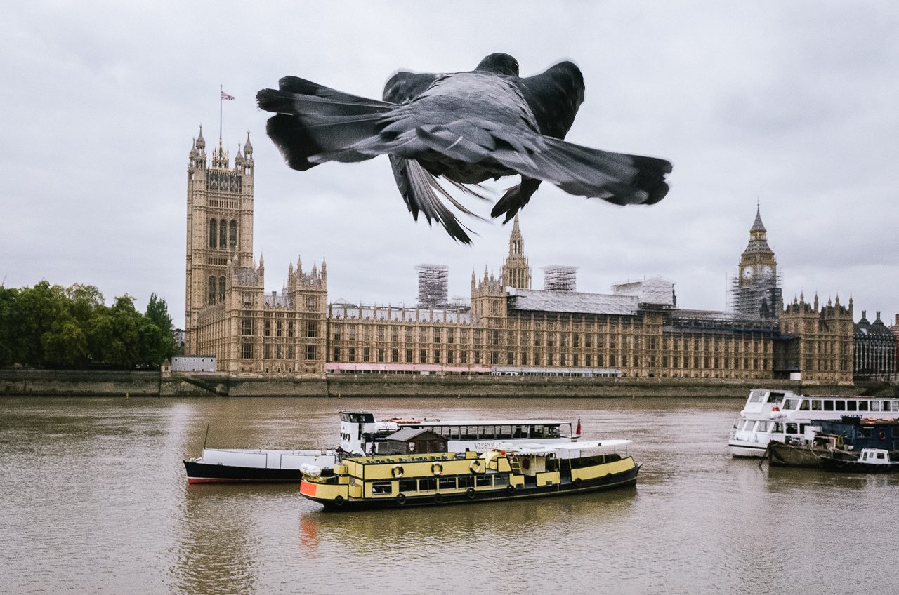 london pigeon houses of parliment Math Roberts fotogenik collective street photography