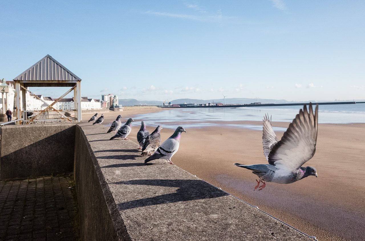 swansea bay pigeons Math Roberts fotogenik collective street photography