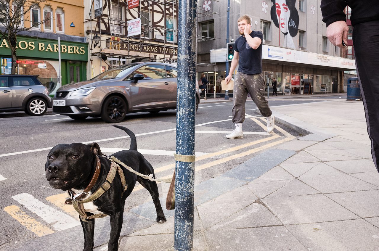 swansea high street dog Math Roberts fotogenik collective street photography